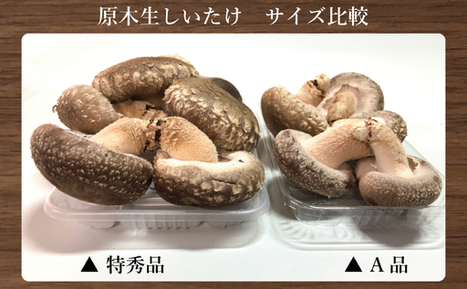 福島県産 原木生しいたけ 600g(100g×6p) A品 | 新地町 国産 しいたけ 椎茸 肉厚 きのこ きのこ類 原木栽培 農家直送 産地直送 お取り寄せ